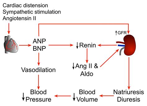 beta natriuretic peptide|Aldosterone: What It Is, Function & Levels .